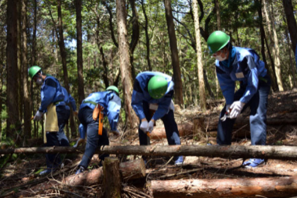 Photo:Timber felling through cooperation among newly hired employees
