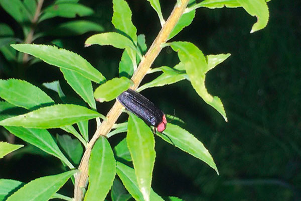 Photo:Adult firefly