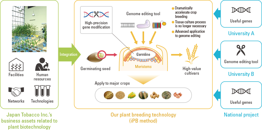 Figure: Image of research and development for genome editing breeding