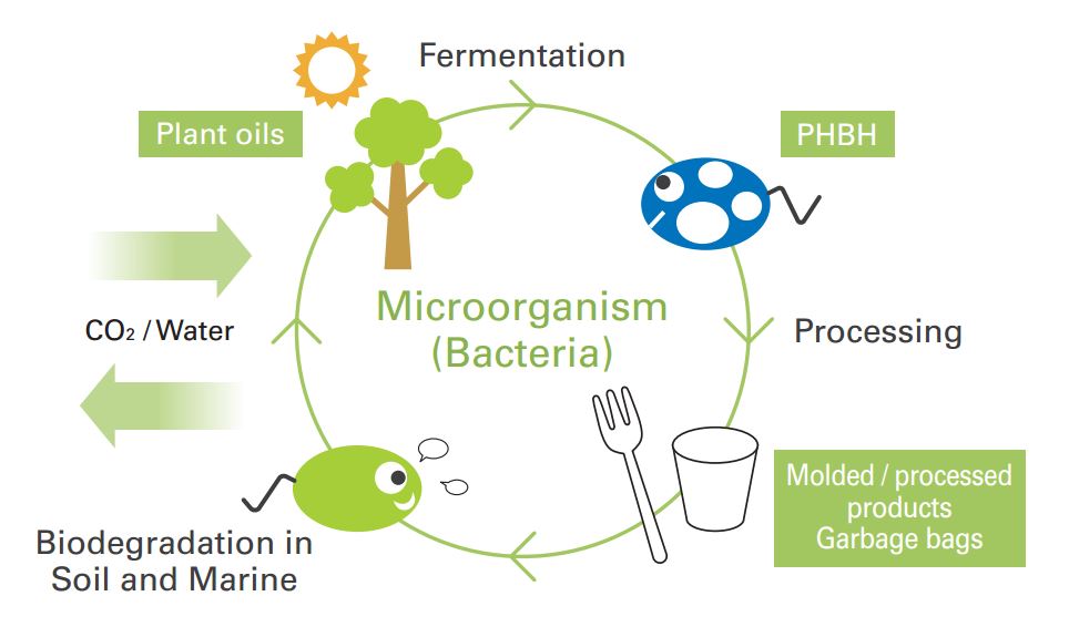 Lifecycle of PHBH