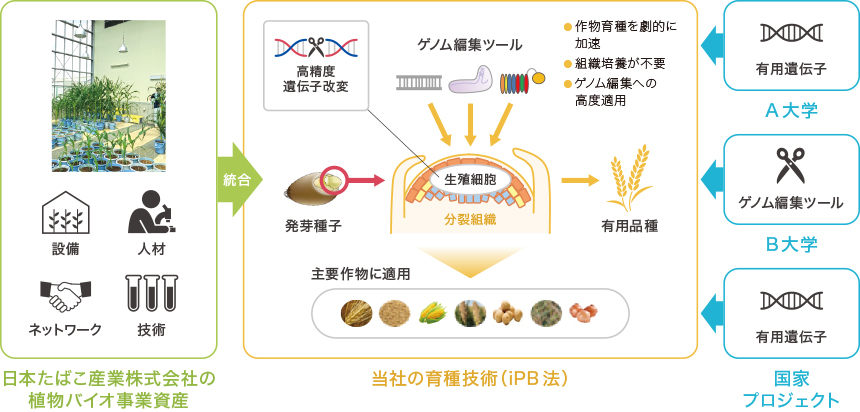 図：ゲノム編集育種の研究開発イメージ