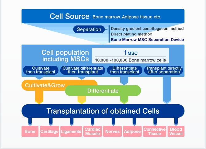 [Illustrated] Flow of Regenerative medicine using MSCs