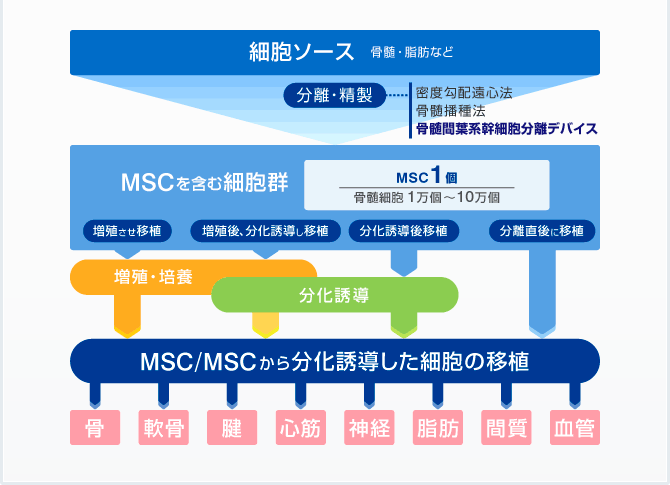 【図解】MSCによる再生医療のフロー