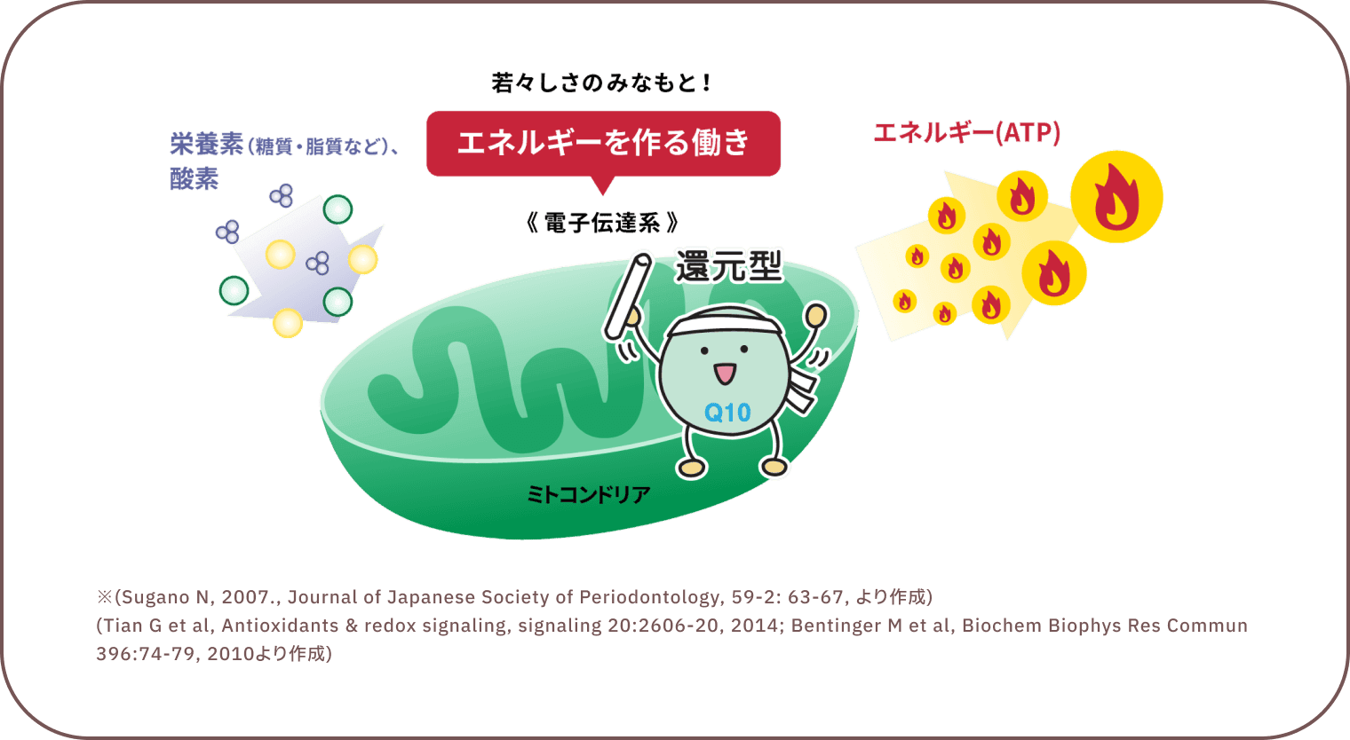 エネルギーを作る働き