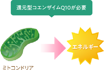 還元型コエンザイムQ10が必要