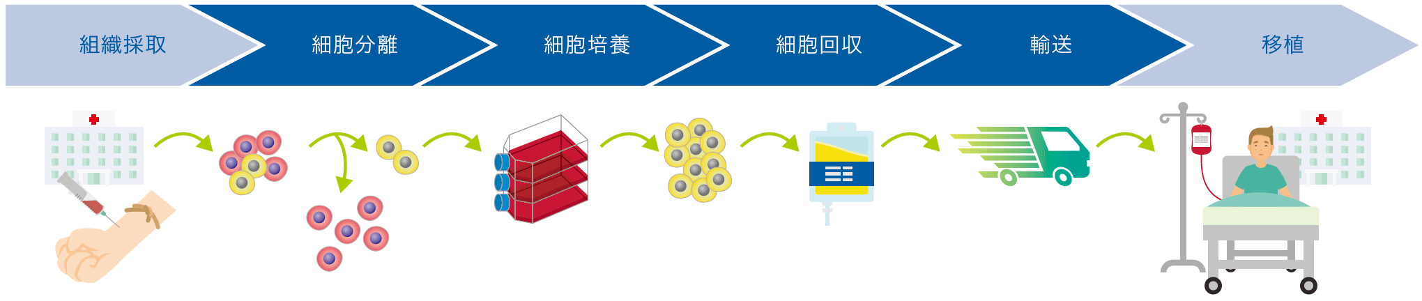 再生・細胞医療のプロセスイメージ図