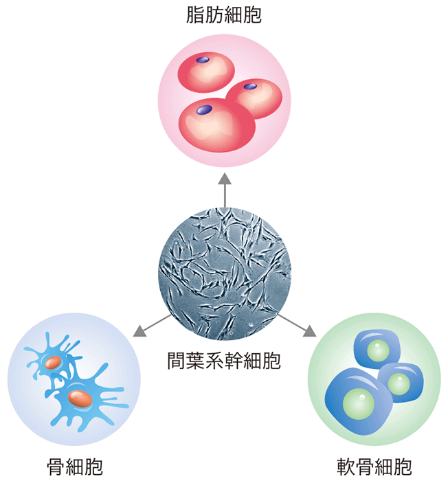 間葉系幹細胞イメージ