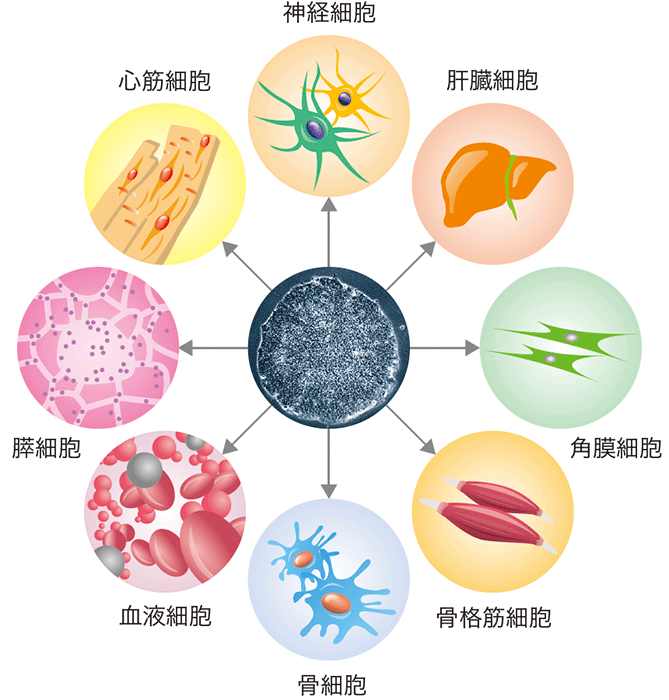 iPS細胞イメージ