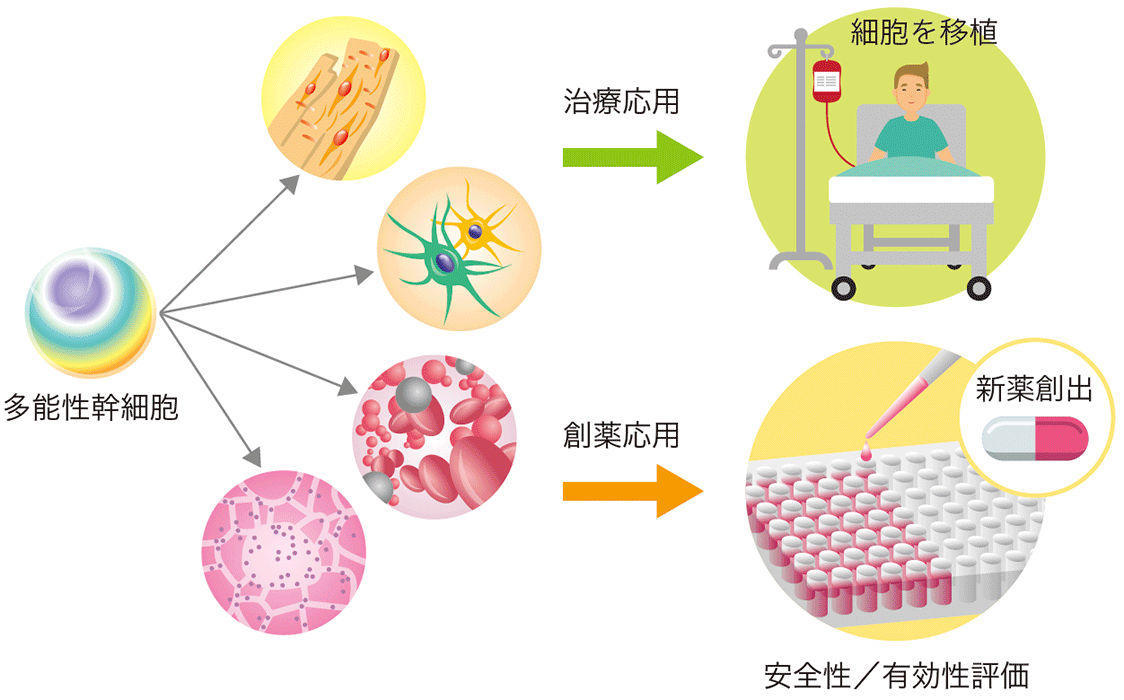多能性幹細胞のアプリケーションイメージ図