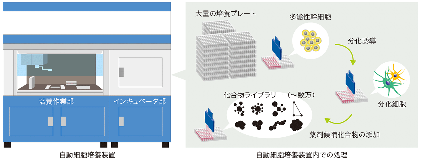 自動細胞培養装置と自動細胞培養装置内での処理イメージ